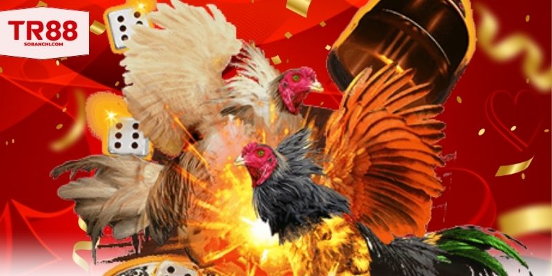 Cách làm gà sung sức và máu chiến cần thực hiện bài bản