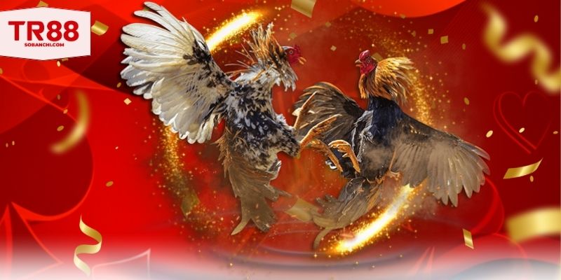 Chiến kê cần nghỉ ngơi sau sau chuỗi luyện tập dài