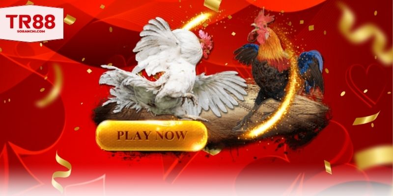 Đặc biệt chân trắng trong gà tía là gì