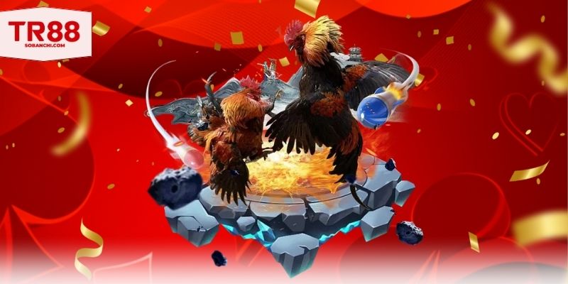 Trải nghiệm trường gà SV mới mẻ nhất